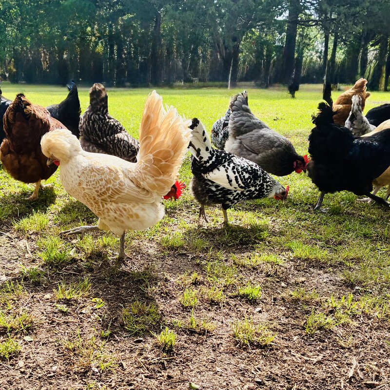 the chickens