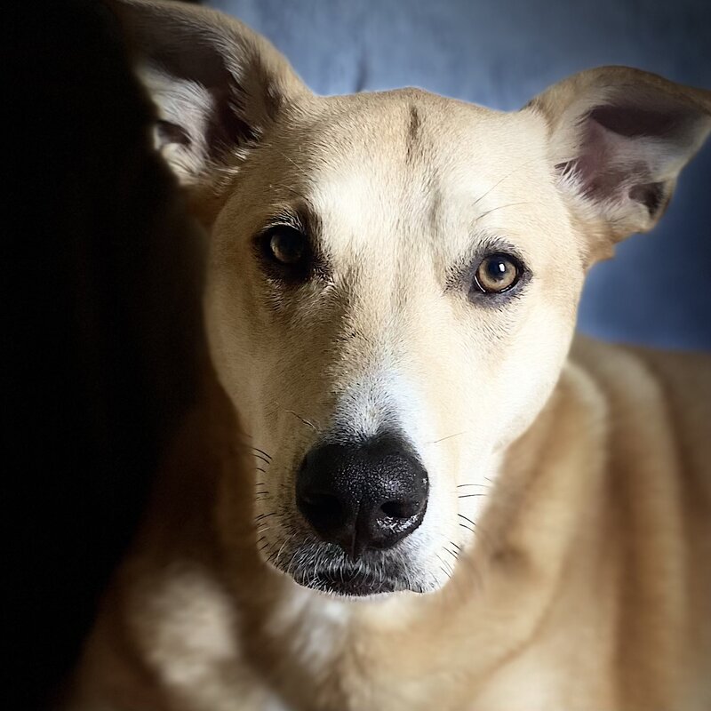 Jack the dog
