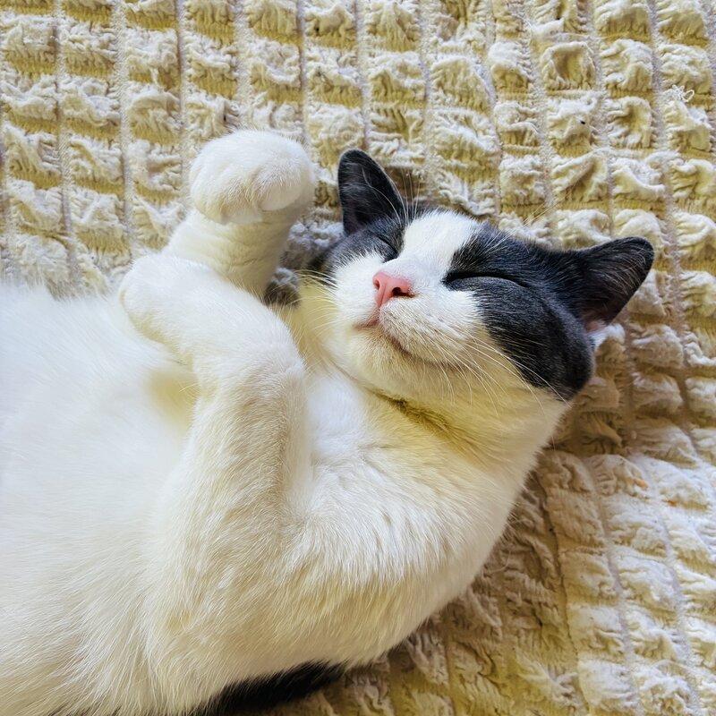 Lucy the cat