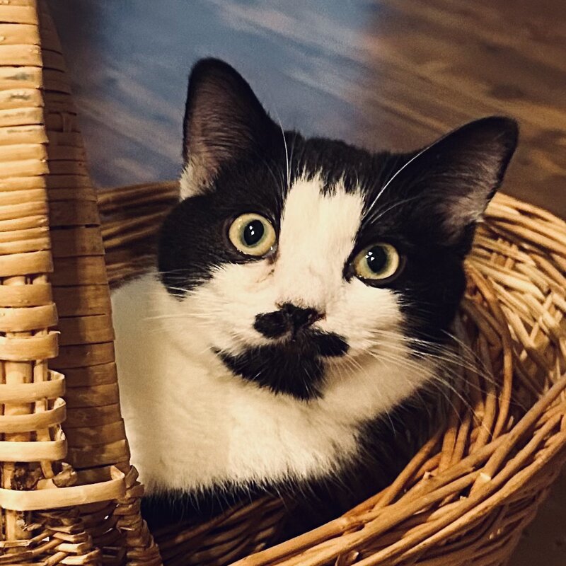 Margo the cat