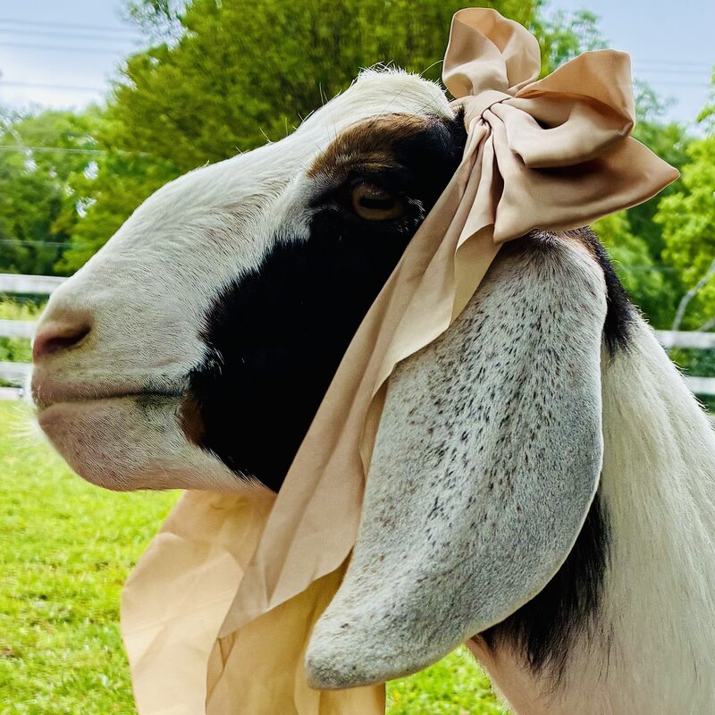 Marian the goat