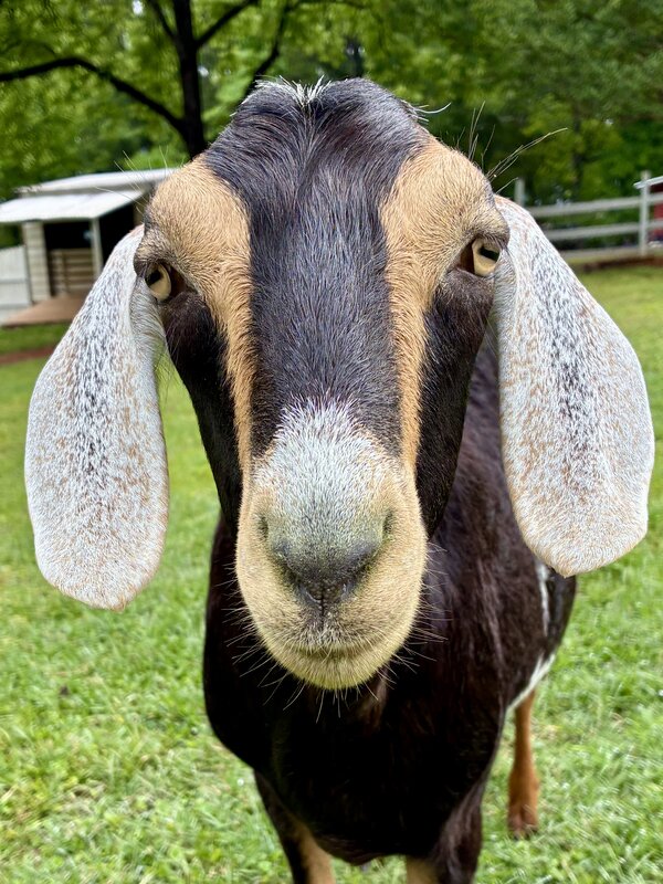 Marty the goat
