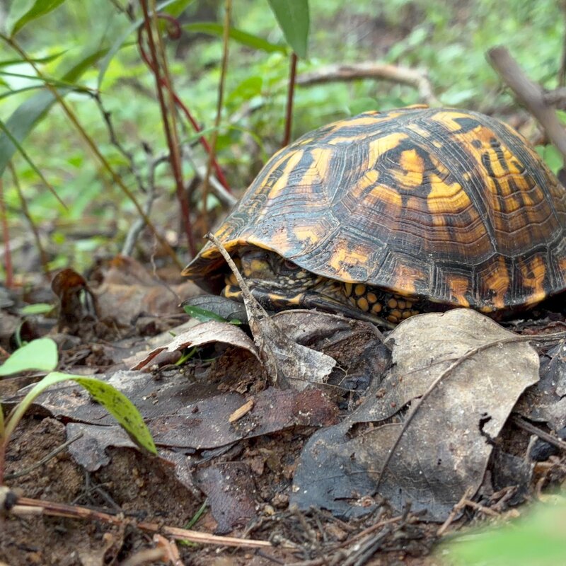 Michelangelo the turtle