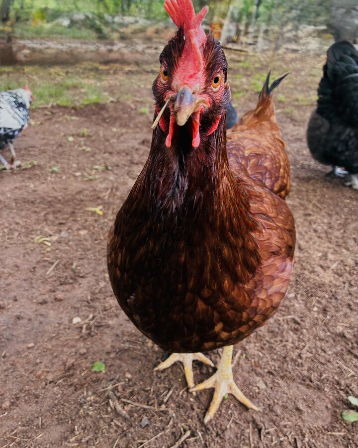 Saturn the chicken says hello